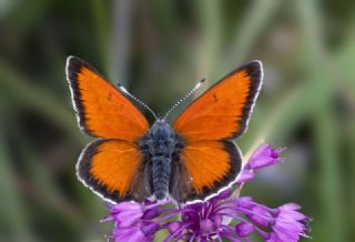 Ate Bakr Gzeli (Lycaena candens)