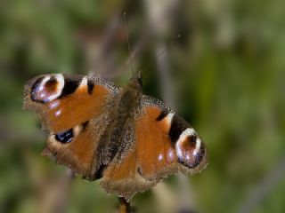 Tavus Kelebei (Inachis io)