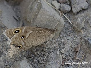 Beyaz Bandl Karamelek (Hipparchia parisatis)