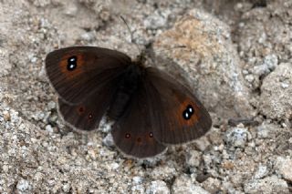 Harem Gzelesmeri (Erebia ottomana)