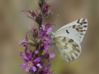 Kk Beneklimelek (Pontia chloridice)