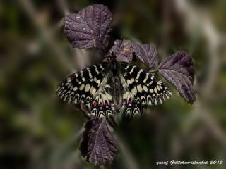 Gney Fistosu (Zerynthia polyxena)