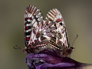 Gney Fistosu (Zerynthia polyxena)