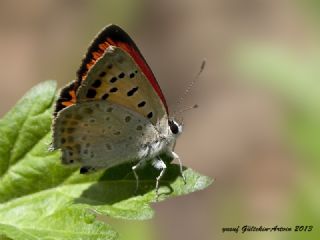 Da Atei (Lycaena thetis)