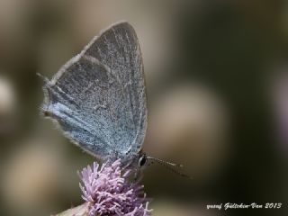 Mavi Sevbeni (Satyrium armenum)