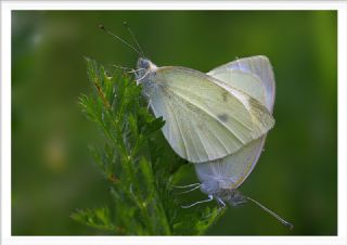 Kk Beyazmelek (Pieris rapae)