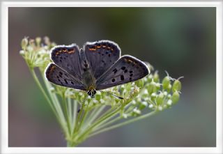 sli Bakr Gzeli (Lycaena tityrus)