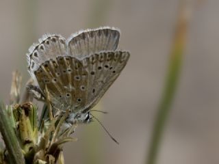 okgzl Anadolu illi Mavisi (Polyommatus ossmar)