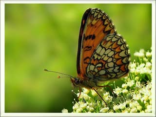 Amannisa (Melitaea athalia)