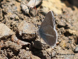 okgzl Trk Mavisi (Polyommatus turcicus)