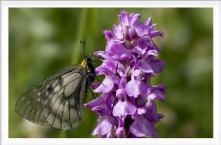 Dumanl Apollo (Parnassius mnemosyne)