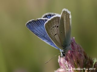 okgzl Van Mavisi (Polyommatus turcicola)