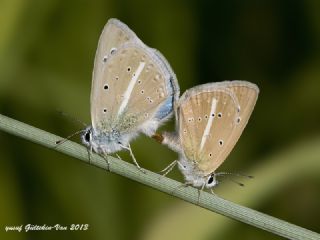 okgzl Van Mavisi (Polyommatus turcicola)