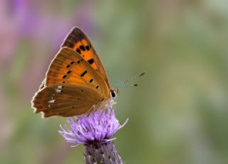 Orman Bakr Gzeli (Lycaena virgaureae)