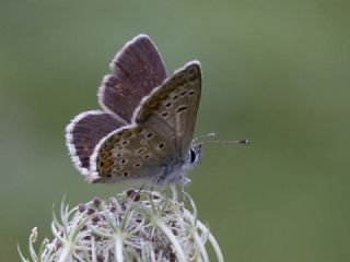 okgzl Orman Esmeri (Aricia artaxerxes)