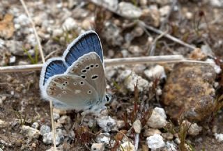 okgzl Turkuvaz Mavisi (Polyommatus dorylas)