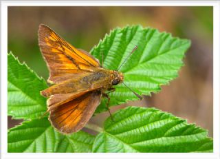 Orman Zpzp (Ochlodes sylvanus)