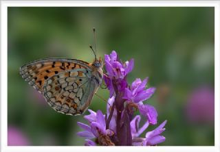 Niyobe (Fabriciana niobe)