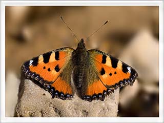 Aglais (Inachis urticae)