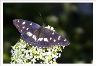 Akdeniz Hanmeli Kelebei (Limenitis reducta)