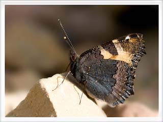 Aglais (Inachis urticae)