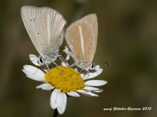 okgzl Anadolu Beyaz (Polyommatus menalcas)