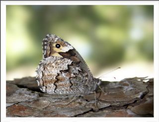 Byk Karamelek (Hipparchia syriaca)