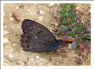 Aa Esmeri (Kirinia roxelana)