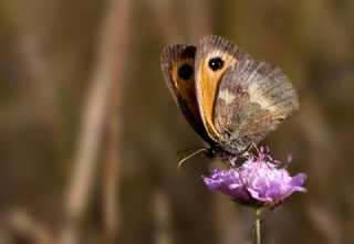 Pironiya (Pyronia tithonus)