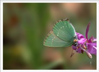 Zmrt (Callophrys rubi)