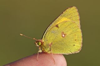 Sar Azamet (Colias croceus)