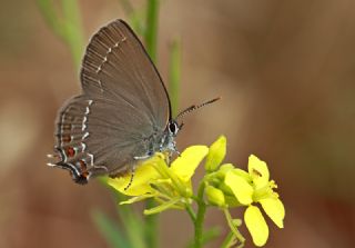 Byk Sevbeni (Satyrium ilicis)