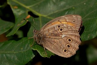 Aa Esmeri (Kirinia roxelana)