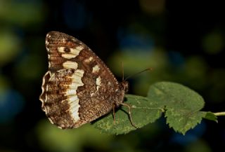 Kara Murat (Brintesia  circe)