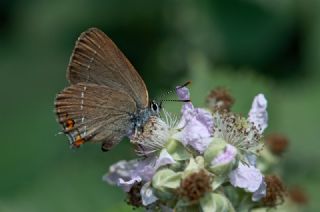 Minik Sevbeni (Satyrium acaciae)