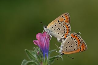 Kk Ate Gzeli (Lycaena thersamon)