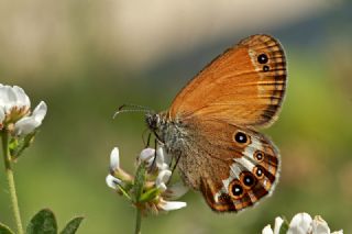 Funda Zpzp Perisi (Coenonympha arcania)