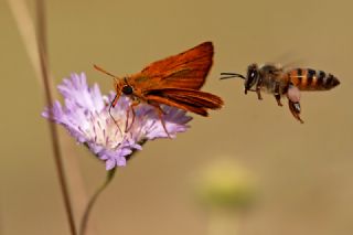 Sar Antenli Zpzp (Thymelicus sylvestris)