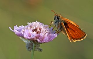 Sar Antenli Zpzp (Thymelicus sylvestris)