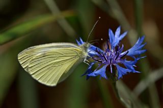 Kk Beyazmelek (Pieris rapae)