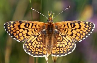 parhan (Melitaea cinxia)