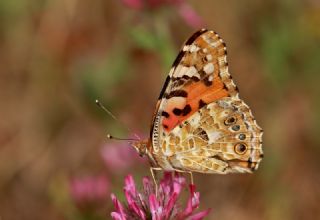 Diken Kelebei (Vanessa cardui)