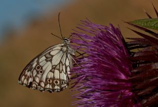 Orman Melikesi (Melanargia galathea)