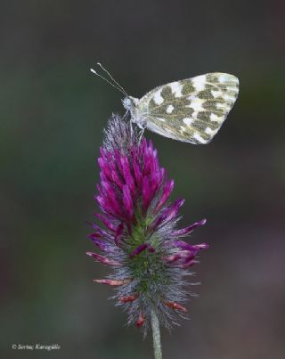 Yeni Beneklimelek (Pontia edusa)