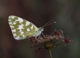 Yeni Beneklimelek (Pontia edusa)