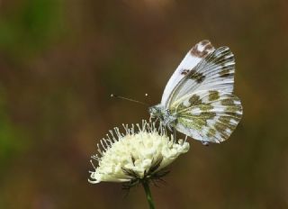 Yeni Beneklimelek (Pontia edusa)