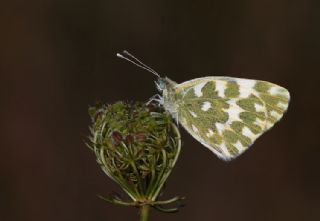 Yeni Beneklimelek (Pontia edusa)