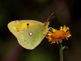 Sar Azamet (Colias croceus)