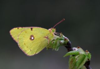 Sar Azamet (Colias croceus)