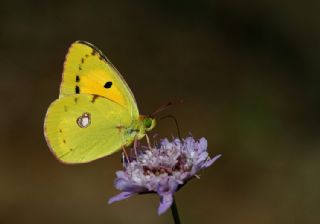 Sar Azamet (Colias croceus)